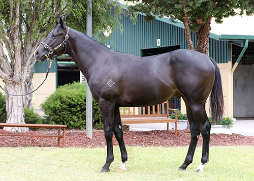 RUSSIAN REVOLUTION x PEPPERMINT PATTY COLT..